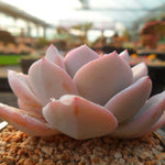 PRESALE Echeveria Cream Tea, (Random)