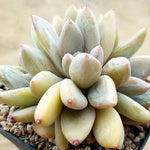 PRESALE Echeveria Tolimanesis Sp., (Not So Random)