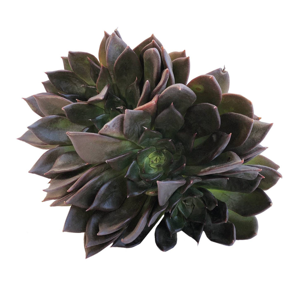 crested black prince succulent SALE! Echeveria Black Prince Cristata – Cedar Creek Farmhouse