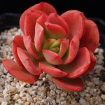 PRESALE Echeveria Jyulia, (Random)