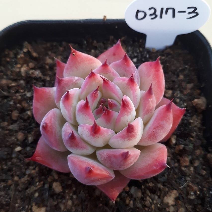 PRESALE Echeveria Chihuahuaensis cv, (Random)