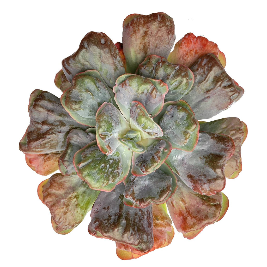 Echeveria Hearts Delight Cedar Creek Farmhouse
