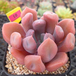 PRESALE Echeveria Cupid, (Random)