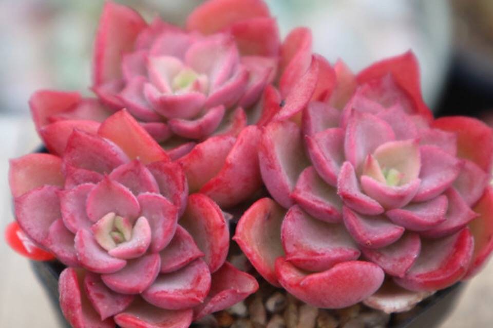 PRESALE Echeveria Noble, Cluster, (Random)