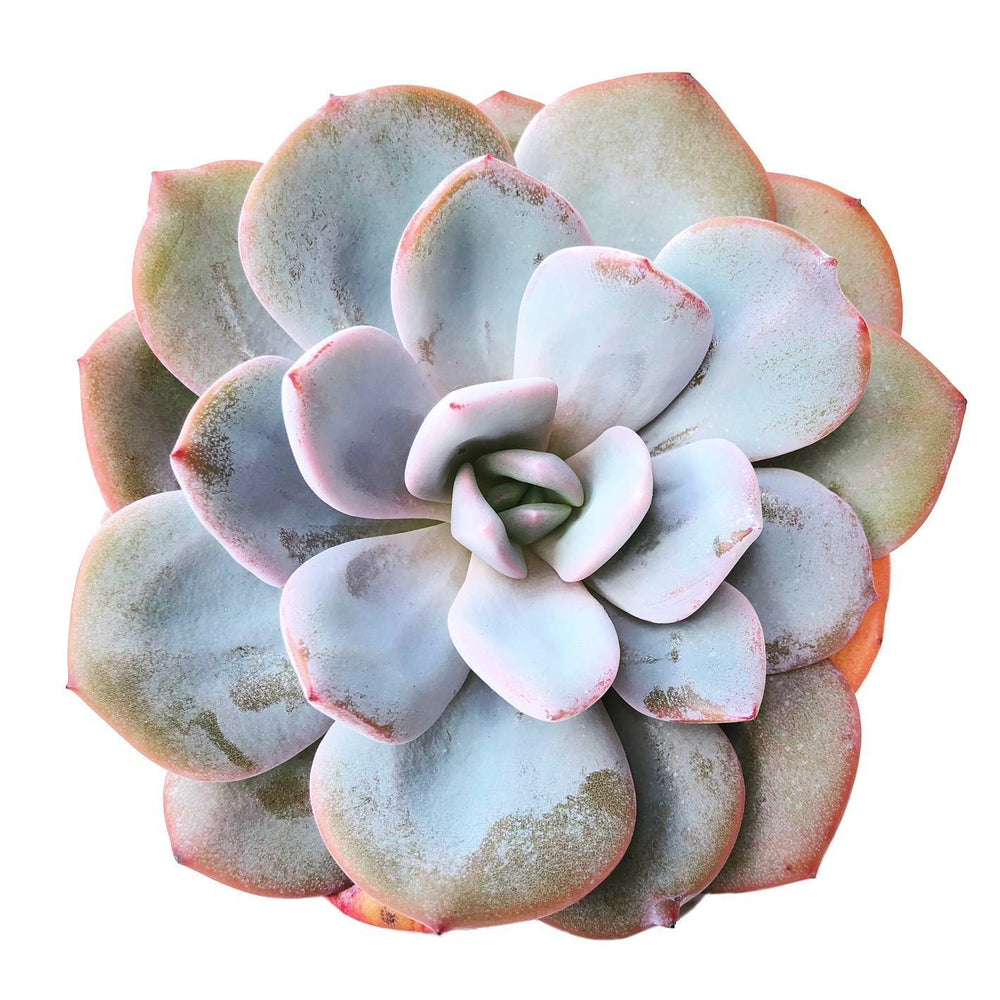 Echeveria Cream Tea, Large