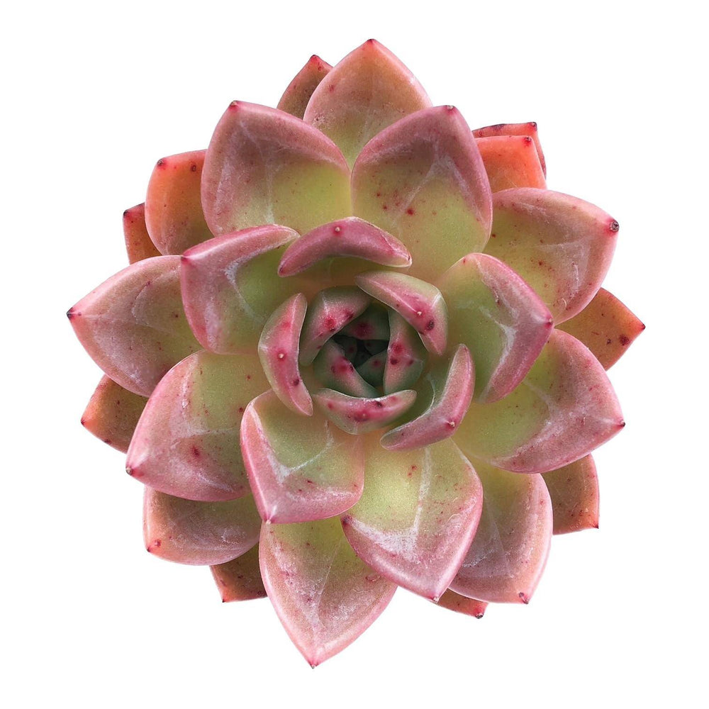 Echeveria Pink Champagne, Large, (Video)