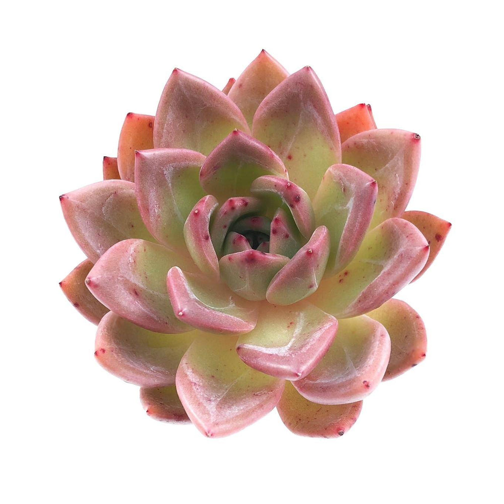 Echeveria Pink Champagne, Large, (Video)