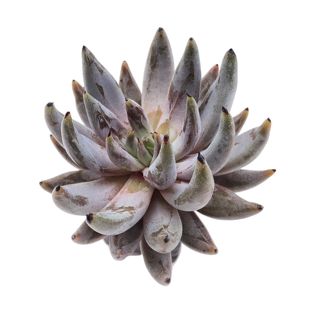 unguiculata succulent Echeveria Unguiculata,(Video) – Cedar Creek Farmhouse