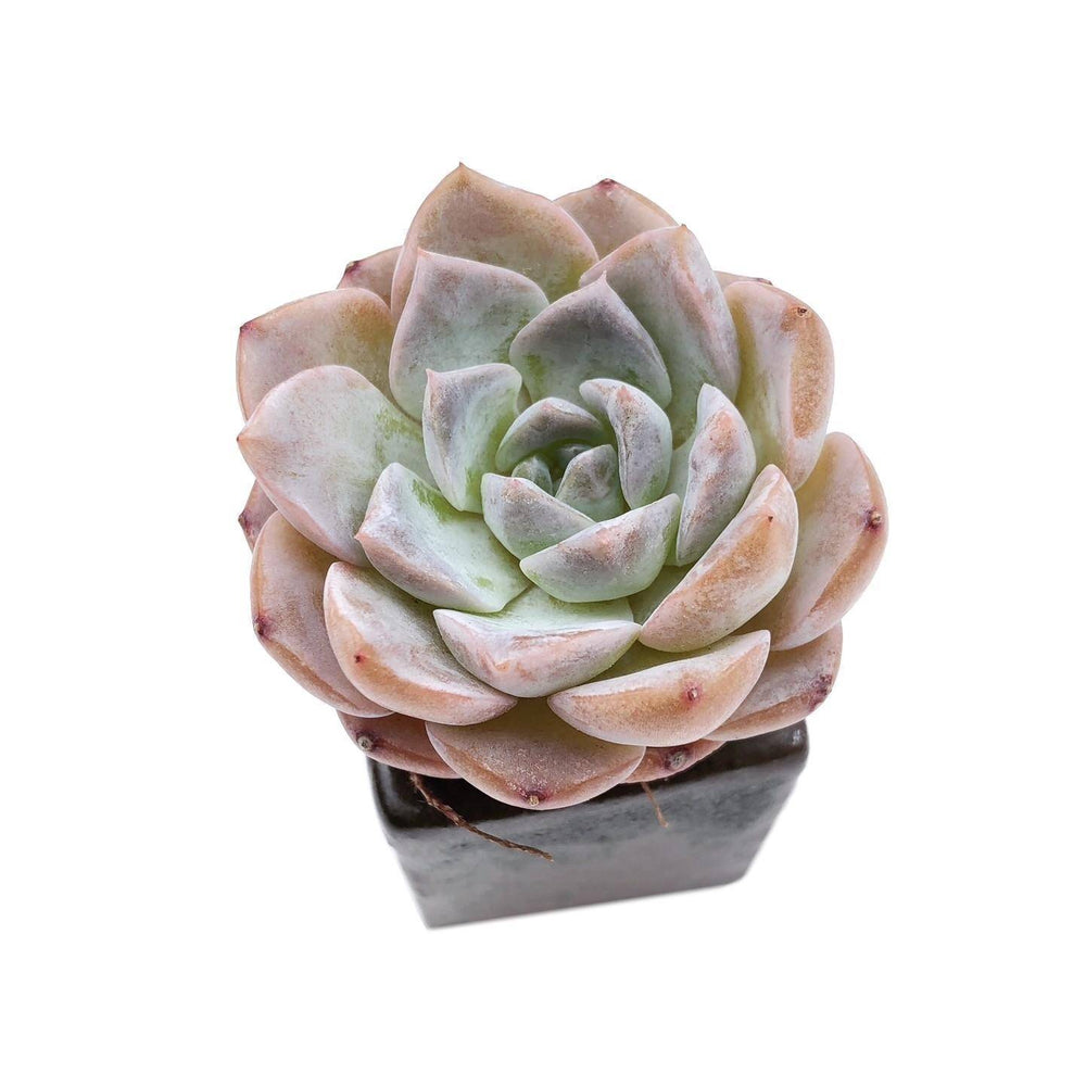 Echeveria Amazing Grace, (Video)