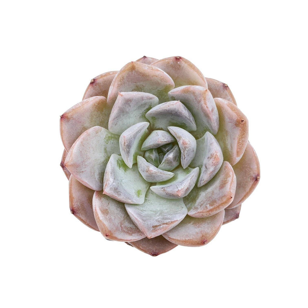 Echeveria Amazing Grace, (Video)