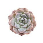 Echeveria Amazing Grace, (Video)