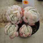 MOTHER'S DAY WEEKEND FLASH SALE! PRESALE Echeveria Elegans, Mini Clusters, (Random)