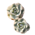 Echeveria Lenore Dean, (Random)