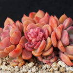 PRESALE Echeveria Dentra Cluster, (Not so Random)