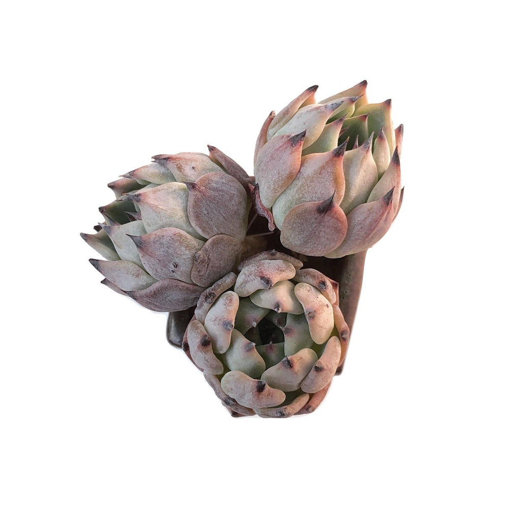 Echeveria Jackal, Single Rosette, (Random)