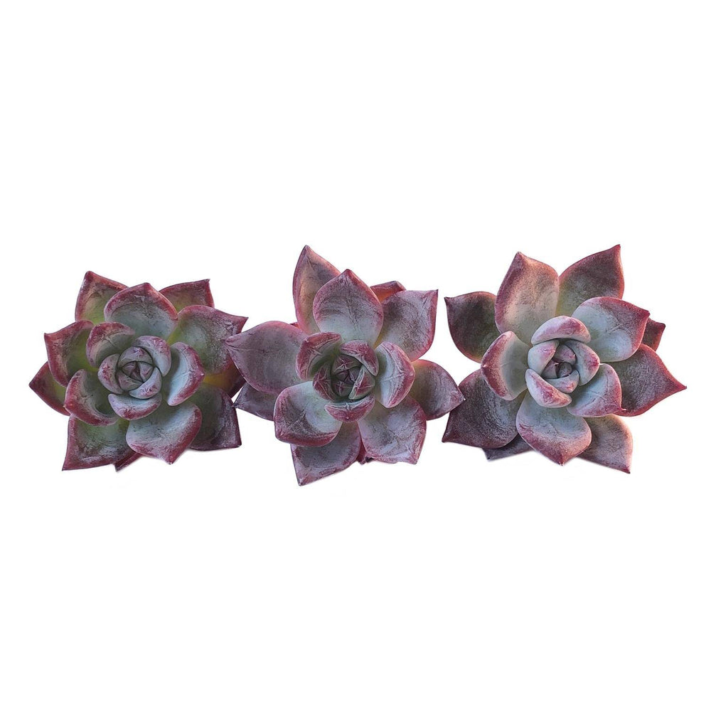 Echeveria Black Sabbath (Random)