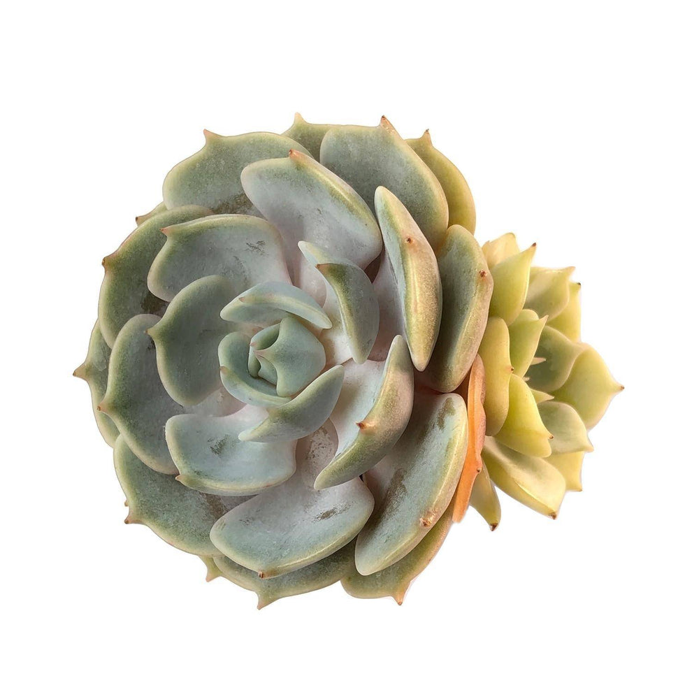 Echeveria Lola, Variegata, (Exact Plant)