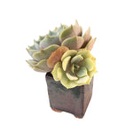 Echeveria Lola, Variegata, (Exact Plant)