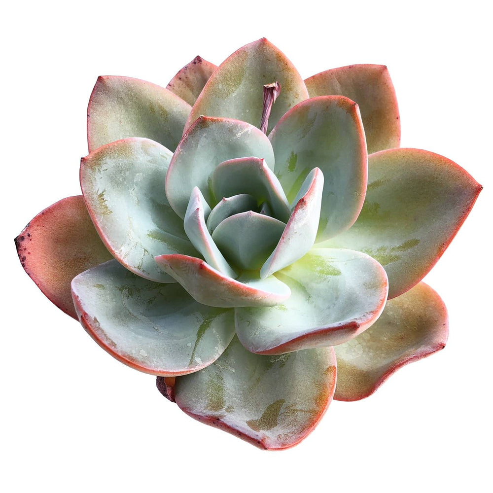 Echeveria Brink's Blue, (Large)