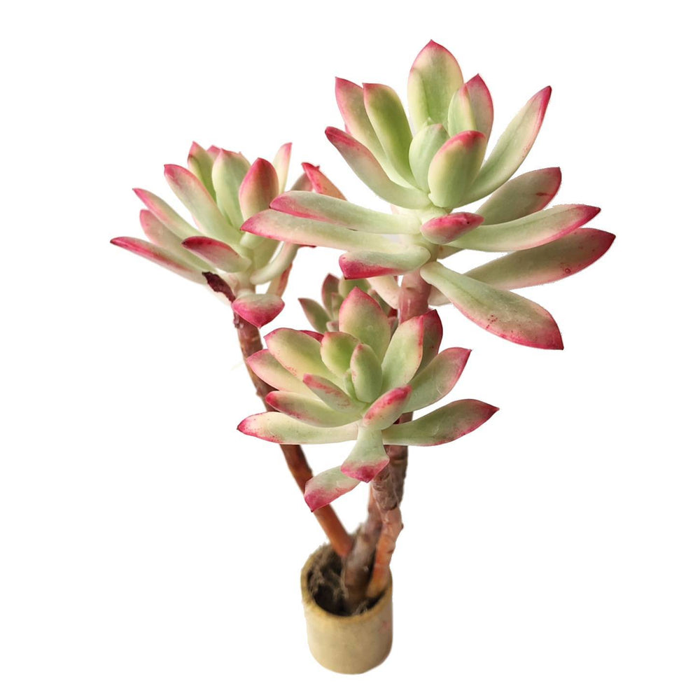 Echeveria Mini Belle, Variegata