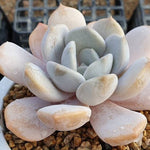 **SPECIAL PRICE** PRESALE Echeveria Tiramisu, (Random)