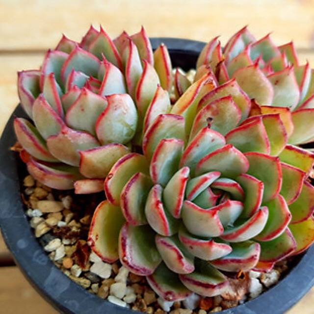 PRESALE Echeveria Kami Noi, (Random)