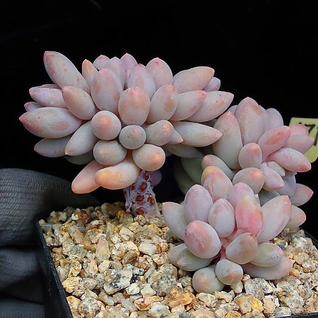 PRESALE Pachyphytum Machucae, (Random)