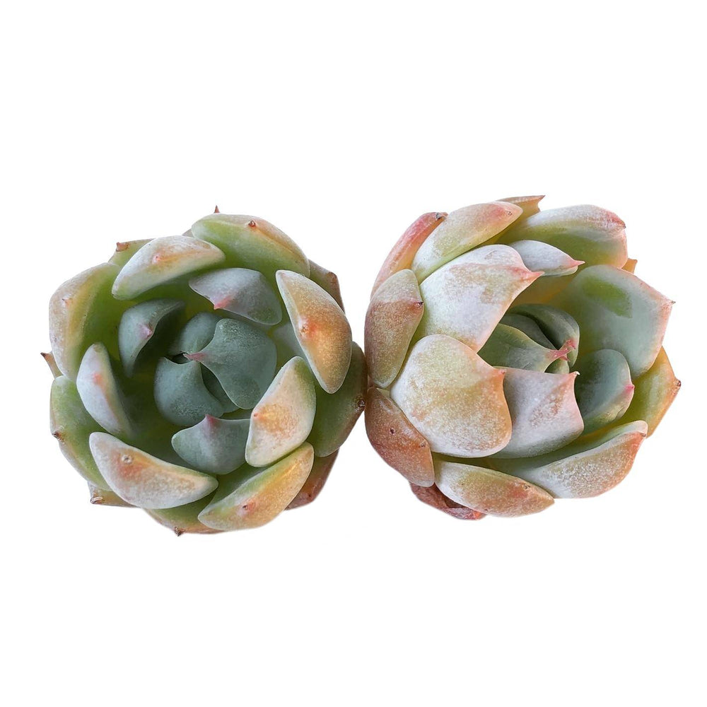 Sale! Echeveria Baldi, (Random)