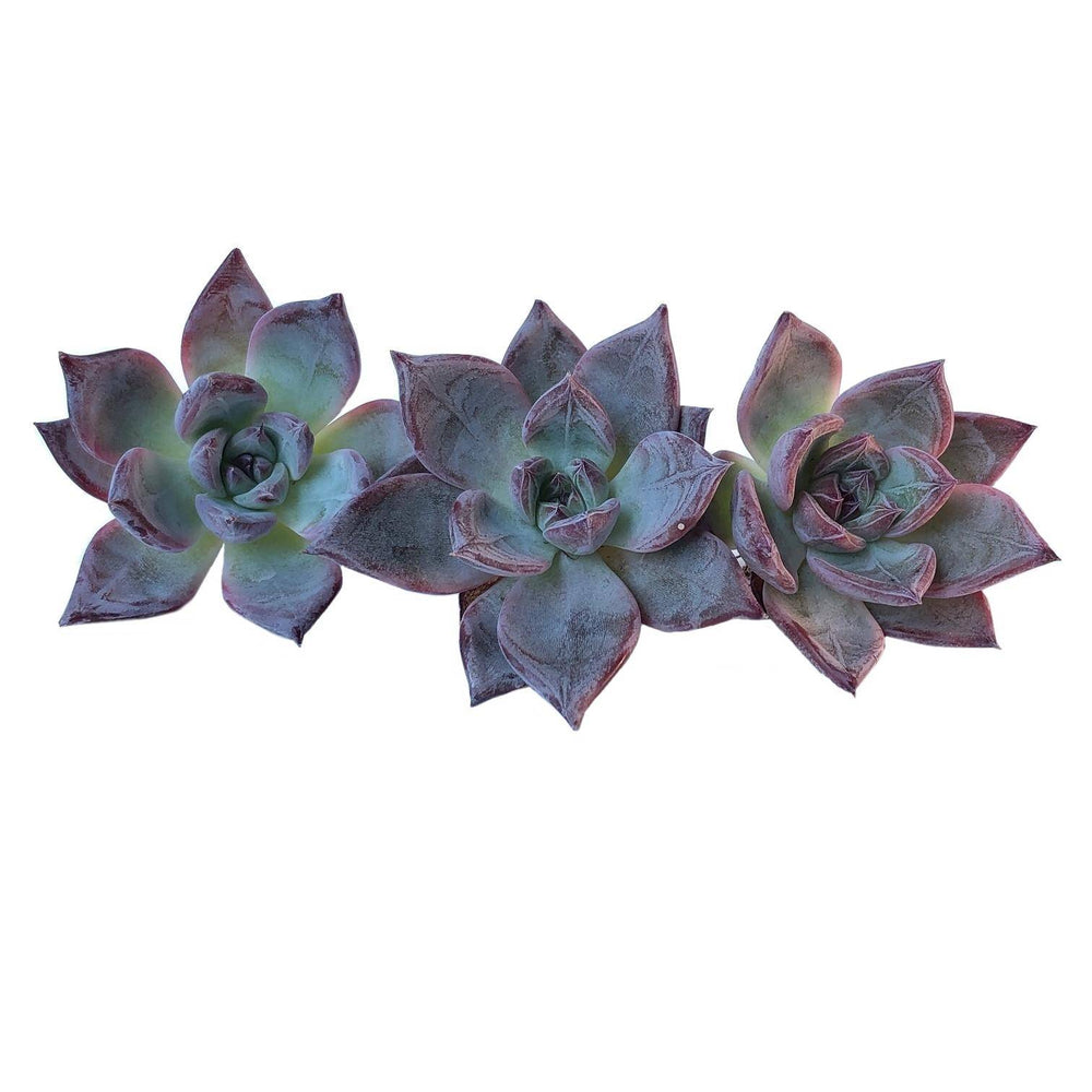 Sale! Echeveria Black Sabbath, Random