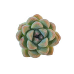 Sale! Echeveria Sp., (Randomish)