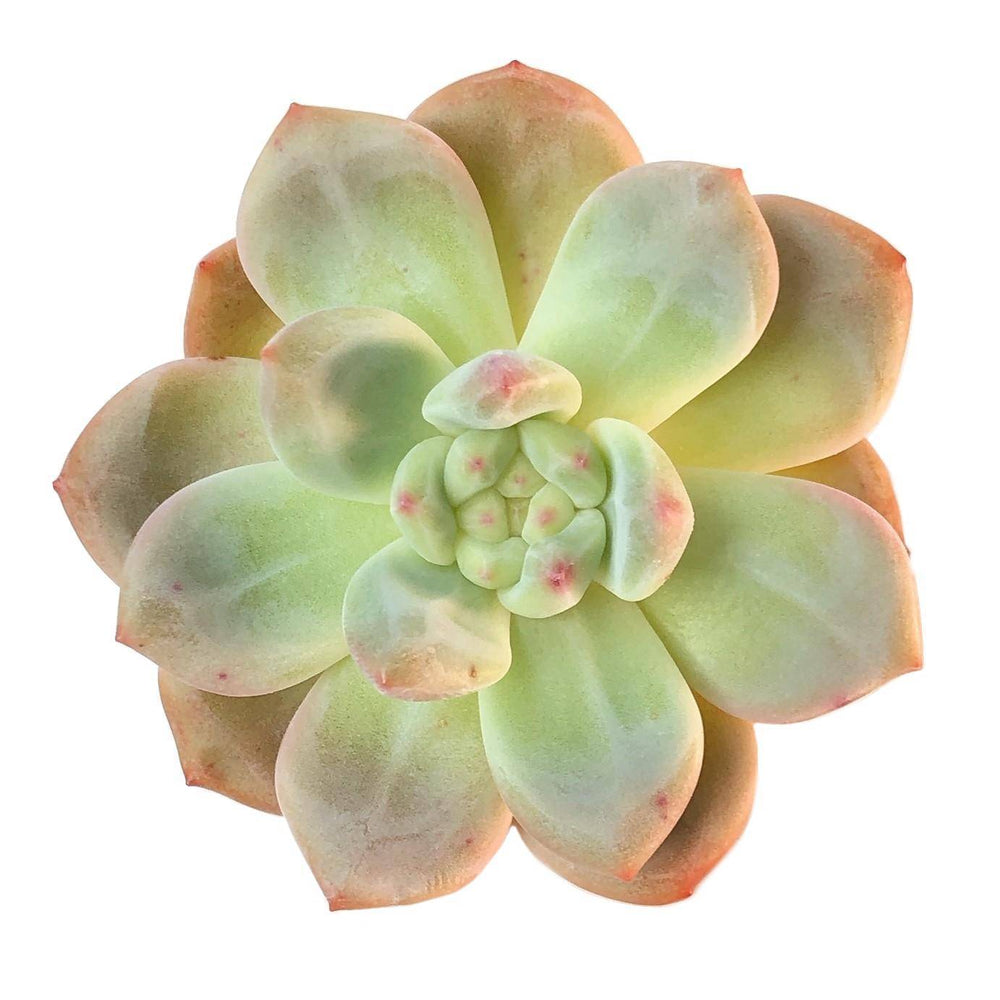 Sale! Echeveria Ariel, (Randomish)