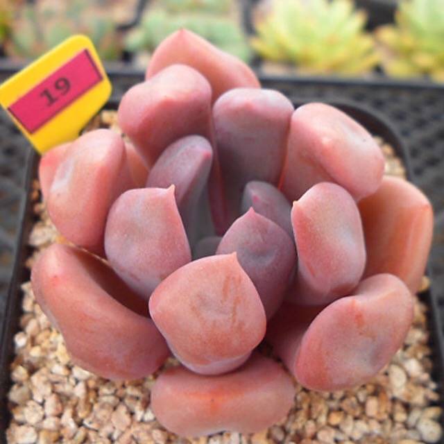 PRESALE Echeveria Cupid, (Random)