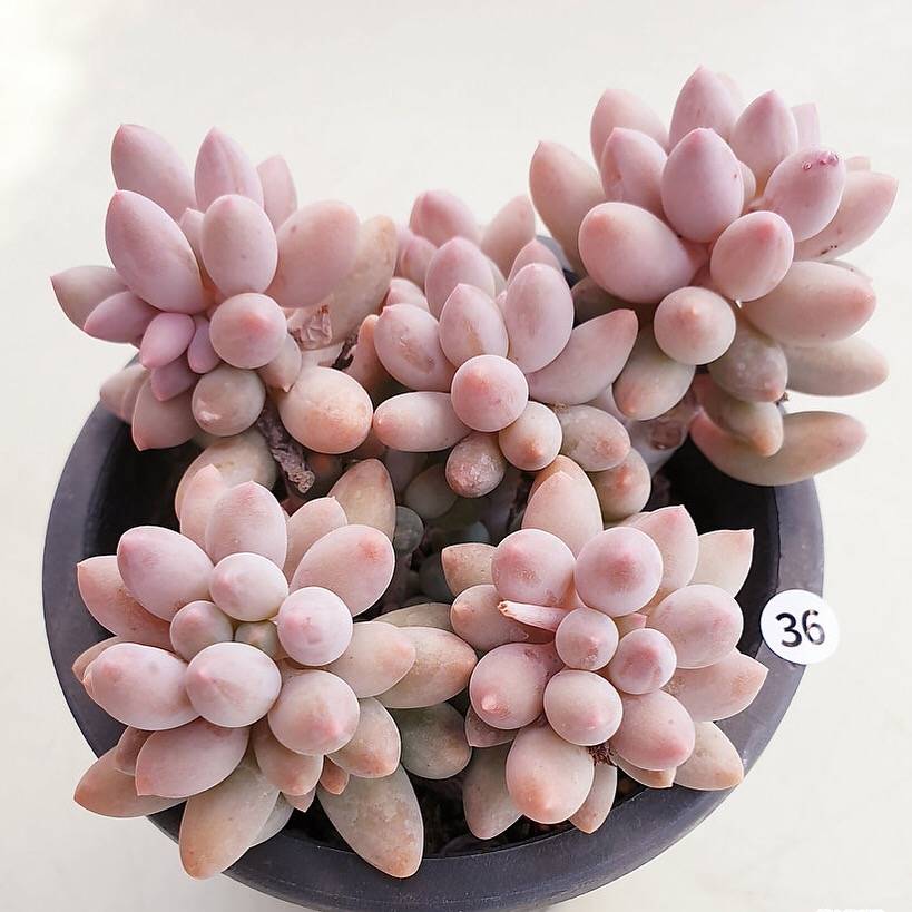 PRESALE Pachyphytum Machucae, (Random)