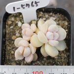 Presale Echeveria Tiny Bella