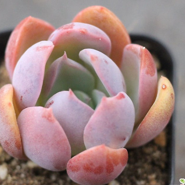 PRESALE Echeveria 'Sandra'