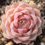 THE GOOD, THE BAD and The UGLY SALE! Echeveria 'Charles Rose'
