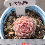 THE GOOD, THE BAD and The UGLY SALE! Echeveria 'Charles Rose'