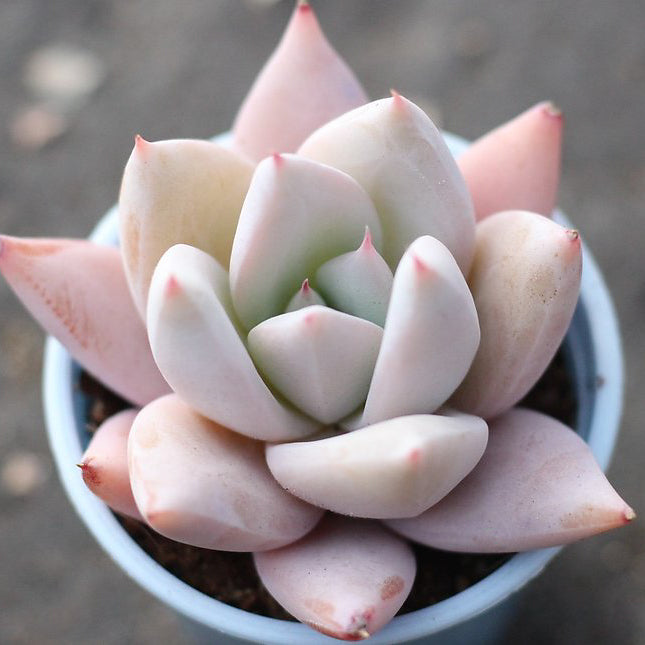 Presale Echeveria Mexican Giant Sp