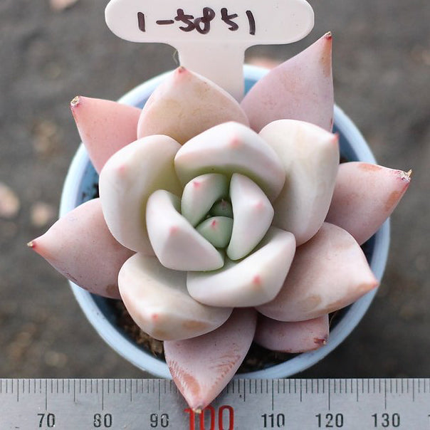 Presale Echeveria Mexican Giant Sp