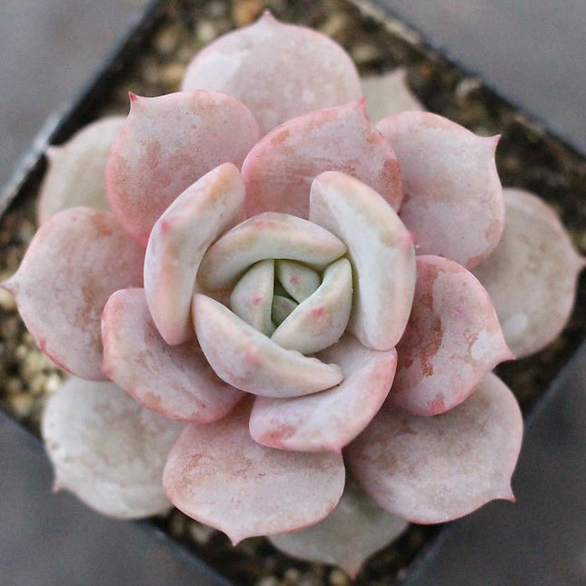 laura loves succulents Presale Echeveria 'Laura' Sp – Cedar Creek Farmhouse