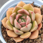 THE GOOD, THE BAD and The UGLY SALE! Echeveria Longissima Sp.