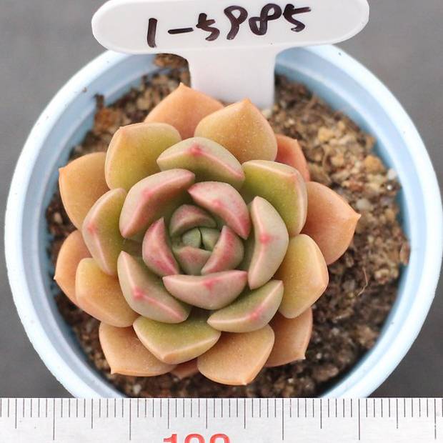THE GOOD, THE BAD and The UGLY SALE! Echeveria Longissima Sp.