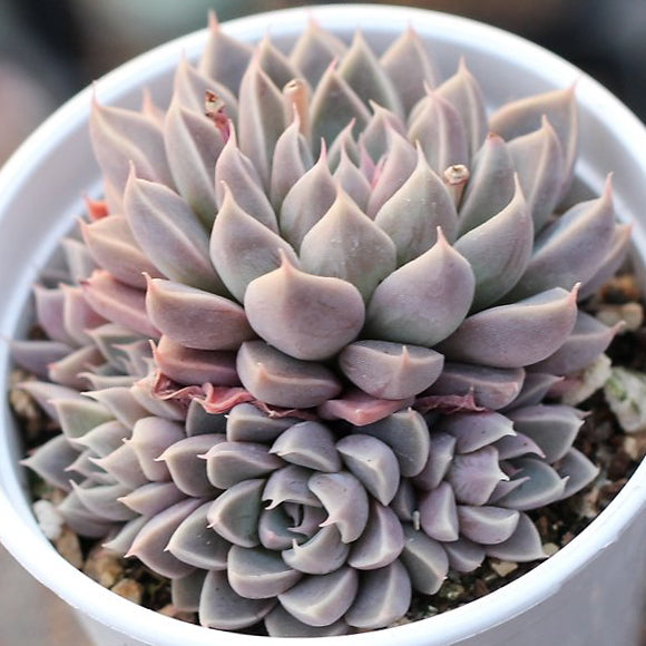 PRESALE Echeveria 'Wind of Change' – Cedar Creek Farmhouse