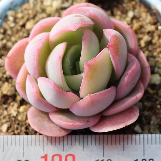 THE GOOD, THE BAD and The UGLY SALE! Echeveria 'Manor'