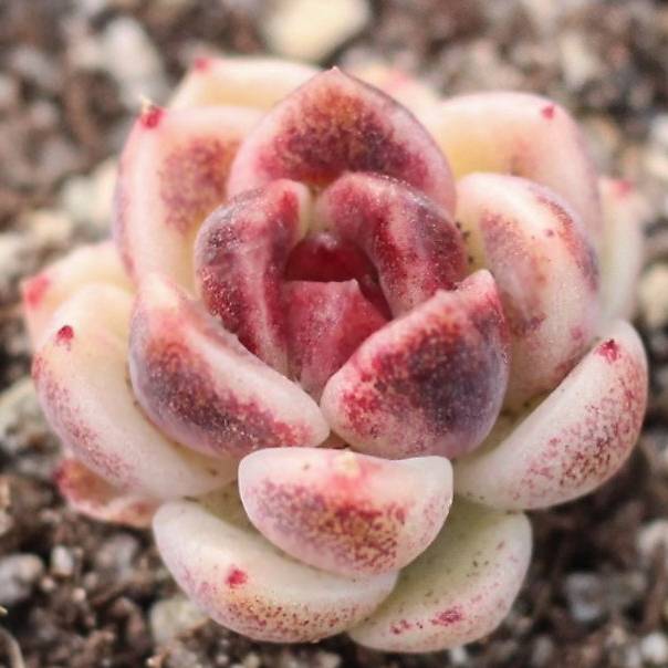 THE GOOD, THE BAD and The UGLY SALE! Echeveria Black Queen Sp.