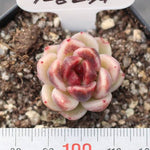 THE GOOD, THE BAD and The UGLY SALE! Echeveria Black Queen Sp.