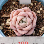 THE GOOD, THE BAD and The UGLY SALE! Echeveria Madeline