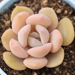 THE GOOD, THE BAD and The UGLY SALE! Echeveria Leucine Sp