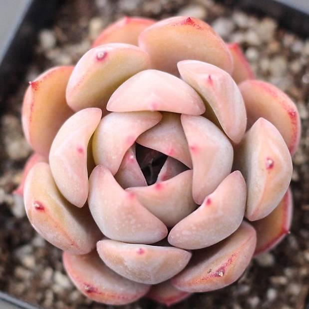THE GOOD, THE BAD and The UGLY SALE! Echeveria 'Metaphor'
