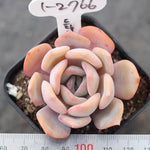 THE GOOD, THE BAD and The UGLY SALE! Echeveria 'Dried'